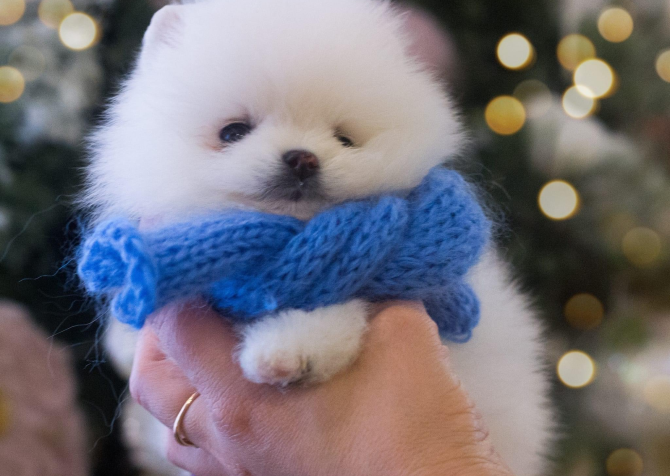 Teddy bear boo Pomeranian yavrularımız